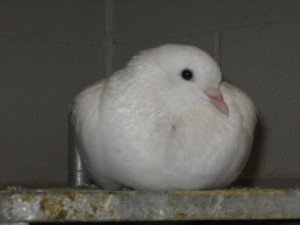 White Carneau Pigeon